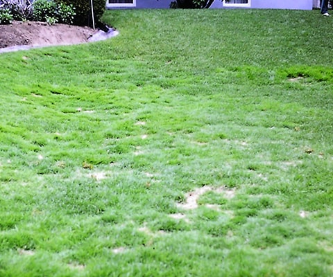 bentgrass on lawn